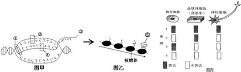 回答有关遗传信息的传递和表达问题．如图是小鼠细胞内遗传信息传递的部分过程．请据图回答1图甲到图乙所涉及的遗传信息传递方向为 ．2在小