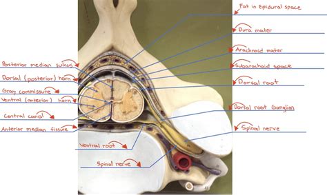 Solved Please Help Me Labelling The Parts Of The Spinal Cord And