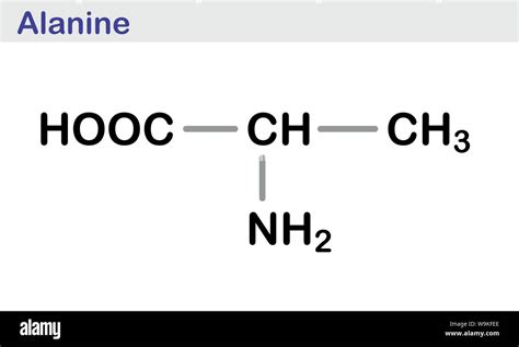 Beta alanine molecule hi-res stock photography and images - Alamy