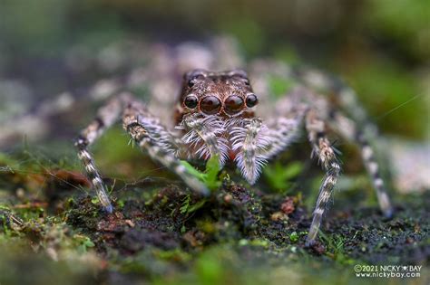 Jumping Spider Phaeacius Malayensis Dsc X View Mor Flickr