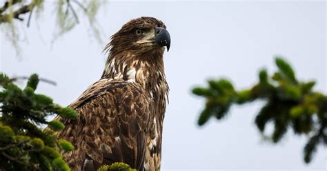 Juvenile Bald Eagles (Identification Guide with Pictures) | Birdfact