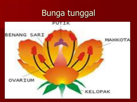 Ppt Alat Perkembangbiakan Organum Reproductivum Powerpoint