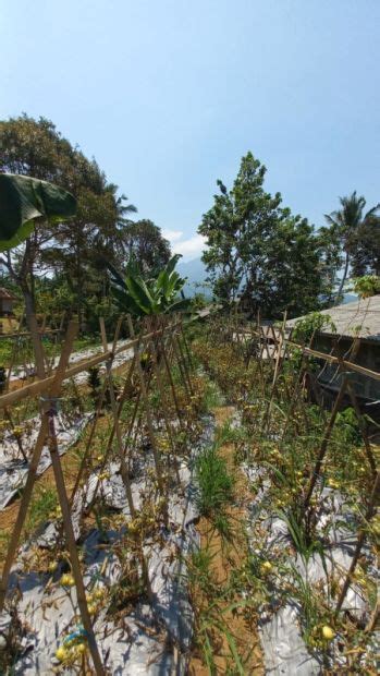 Dijual Tanah Kebun Di Kaki Gunung Salak Di Cidahu Cicurug Sukabumi