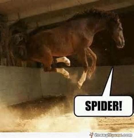 Today is "Horsey Meme" Day! - Here are 10 meme's we think you'll enjoy ...