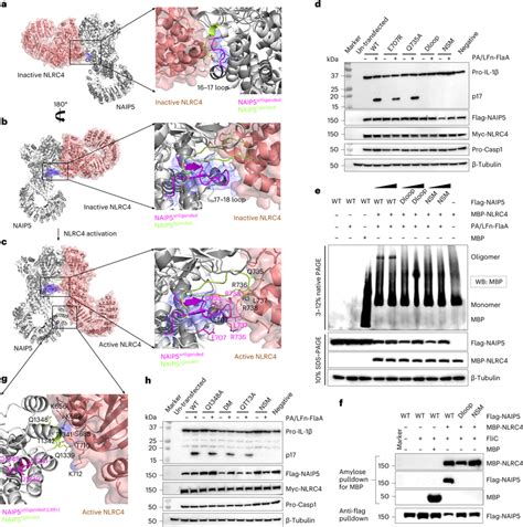 Structural Basis Of Ligand Induced Naip Activation A The Encounter