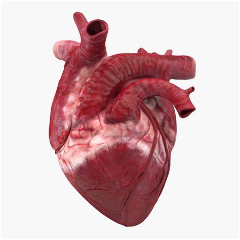 Real Heart Heart Images Real Wallpaper Clipart Wikiclipart