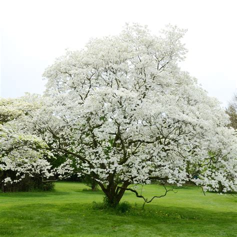 Red Maple Tree (3 Pack)