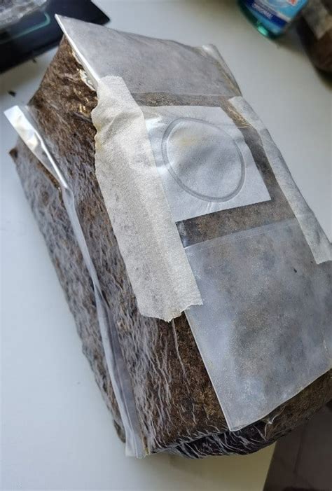 How To Fold Mushroom Grow Bags Guide To Mushroom Growing