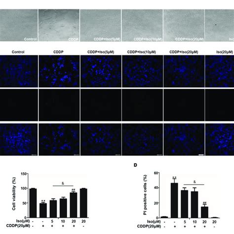 Effects Of Iso On CDDP Induced Cell Viability And Apoptosis In MTECs