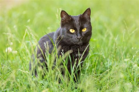 O Gato Preto Bonito Olhos Amarelos Senta Se Fora Na Grama Na