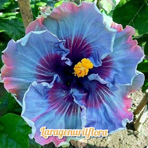 Jual Bibit Bunga Kamboja Adenium Blue Hitz Kamboja Jepang Shopee