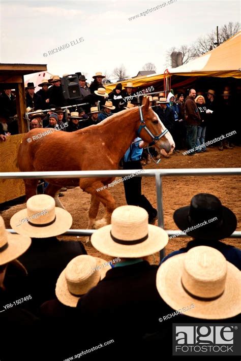 Amish Men At The Horse Auction During The Annual Mud Sale To Support