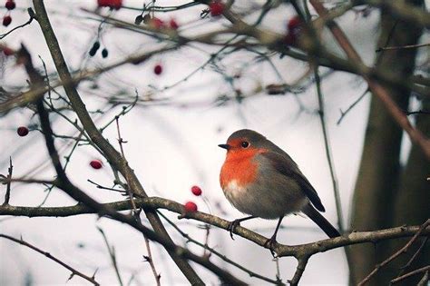 Nourrir les oiseaux en hiver 6 règles dor Santé des animaux Nimo