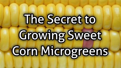 The Secret To Growing Sweet Corn Microgreens Thistle Downs Farm