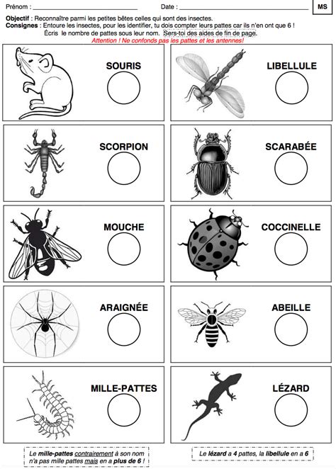 Les insectes exercice ludique à imprimer Artofit