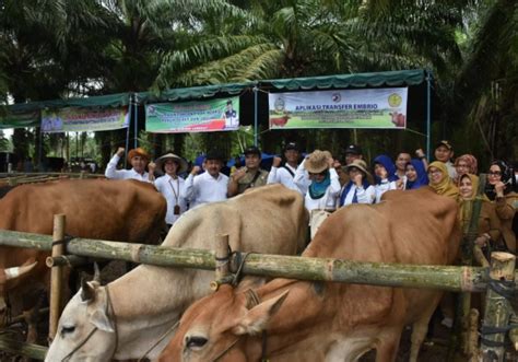 Percepatan Peningkatan Populasi Kementan Dorong Upsus Siwab Di Sumut