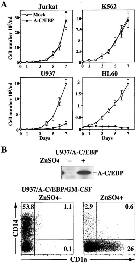 Growth And Differentiation Of Human Myeloid Cell Lines Expressing A