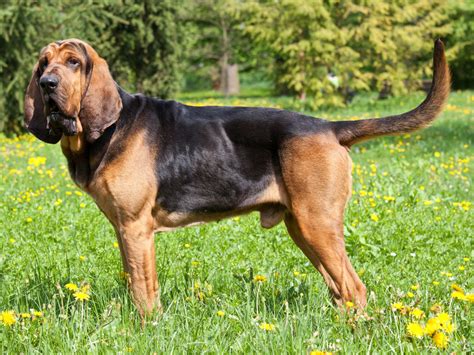 Bloodhound Hunde Treffpunkt