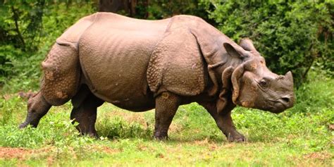 Multiple tea gardens in Assam to be turned into wildlife mini ...