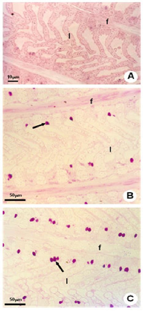 Histological Sections Of Oreochromis Niloticus Gills Stained With