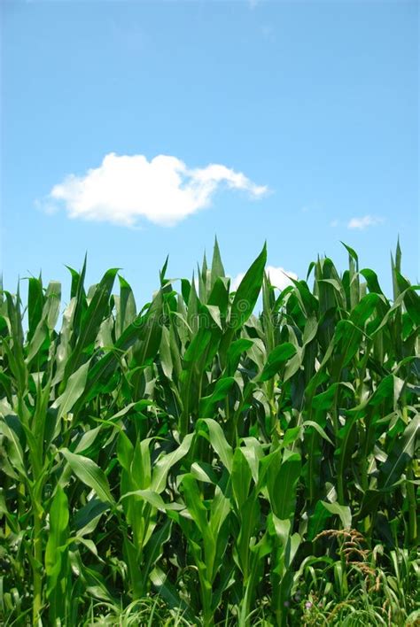 Corn Plants Stock Image Image Of Corn Fuel Agriculture 5889191