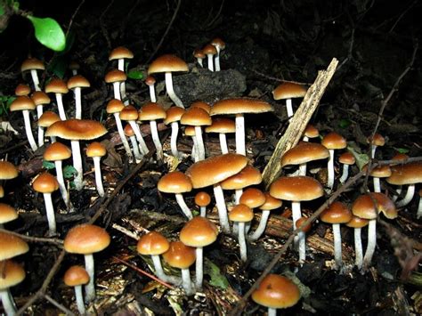 Santa Cruz Is The Latest City To Decriminalize Psychedelic Plants