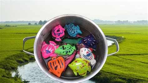 Wow Serok Ikan Hias Warna Warni Ikan Koi Hias Ikan Mas Koki Ikan