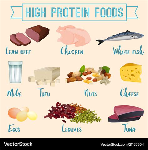 High Protein Foods Set Royalty Free Vector Image