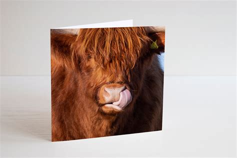 Highland Cow Greetings Card Licky Cow