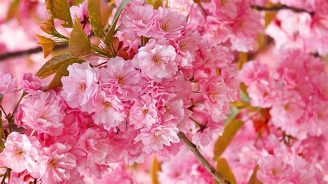 2560x1440 Resolution flowers, flowering, pink 1440P Resolution ...