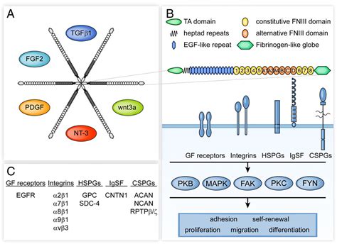 Figure From Tenascin C In The Matrisome Of Neural Stem And Progenitor