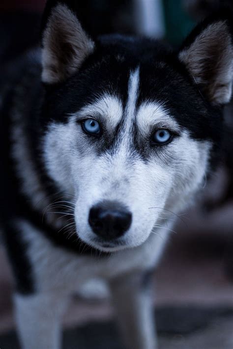 2000 Free Huskies Png And Png Images Pixabay