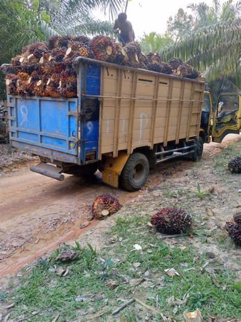 Berita Sawit Naik Rp Harga Tbs Mitra Plasma Jambi Sudah Rp