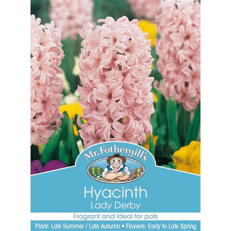 Mr Fothergills Hyacinth Lady Derby Bulbs Big W