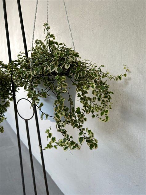 Ficus Pumila Variegated In Hanging Pot 12 Each Furniture Home