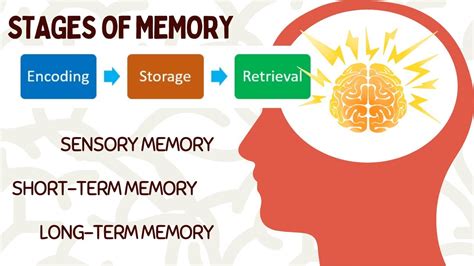 WHAT IS MEMORY STAGES AND PROCESSES IN MEMORY ENCODING SHORT