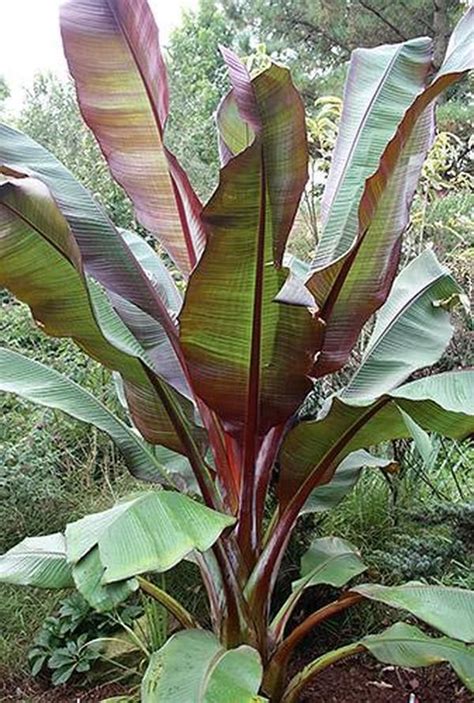 Ensete Maurelii Banana Plants Tropical Landscaping Red Banana Tree