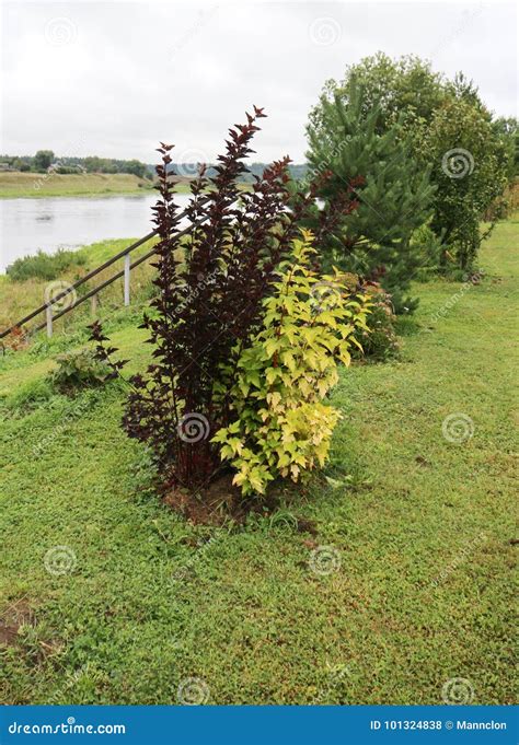 Plants on the river bank stock photo. Image of spring - 101324838