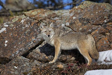 A Lone Coyote Canis Latrans Standing On A Rocky Cliff Hunting In The