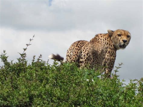 11-Day Wildlife Safari & Zanzibar | Game Reserve & Island | SafariDeal