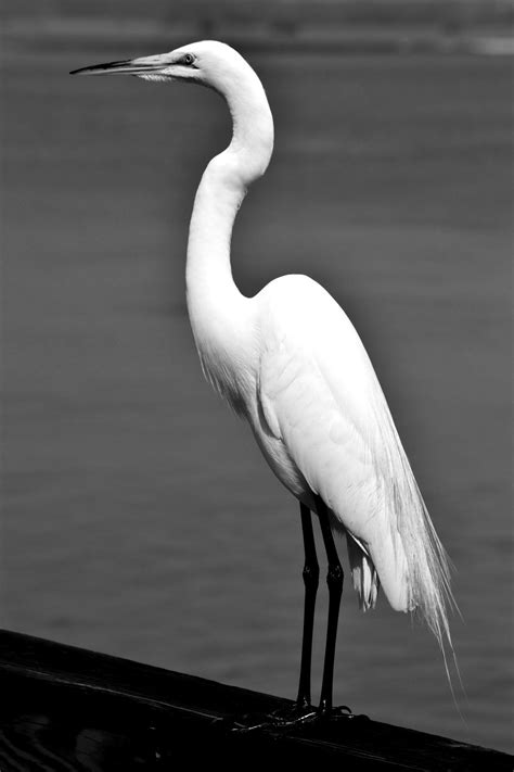 White Heron In The Wild Free Stock Photo Public Domain Pictures