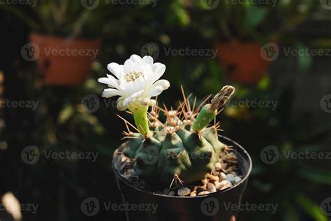 Gymnocalycium Sp Cactus Have White Flower On Pot Cacti Cactaceae