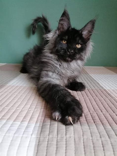 Black Maine Coon Cats For Sale Giant Maine Coon Cats Giant Maine