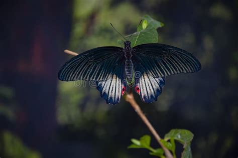 Tropical Jungle Butterflies In Summer Butterfly Insect Rare And