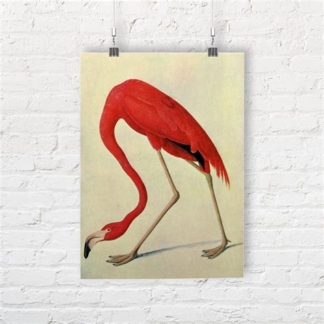 John James Audubon American Flamingo Fine Art Printposter Etsy Uk