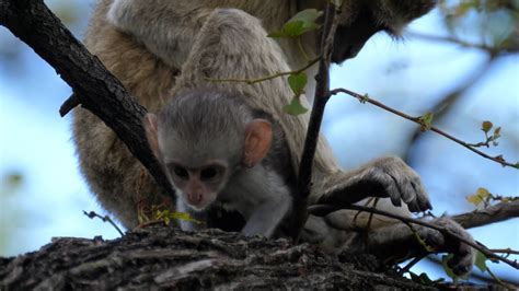 Los Machos De Macaco Practican Sexo Entre Ellos Mundotv Youtube