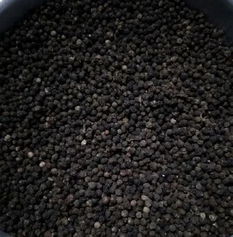 Black Pepper Seeds Packaging Type Loose At Rs Kg In Bengaluru