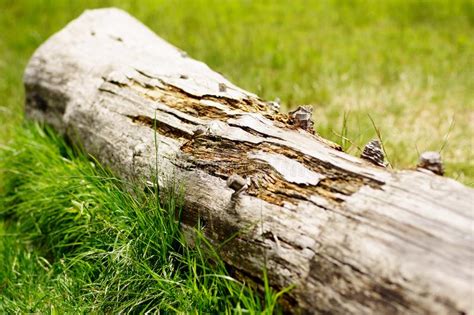 Une Photo D Un Vieux Tronc En Bois Naturel Pour L Usage Comme Texture