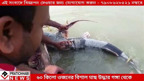 শান্তিপুরে গঙ্গা থেকে ৬০ কেজি ওজনের বিশাল মাছ উদ্ধার। বাজার দাম ২৮