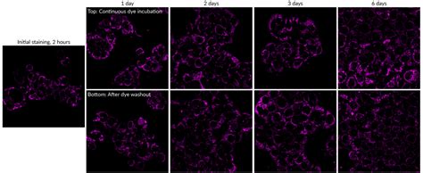 Mitoview™ Fix 640 Biotium